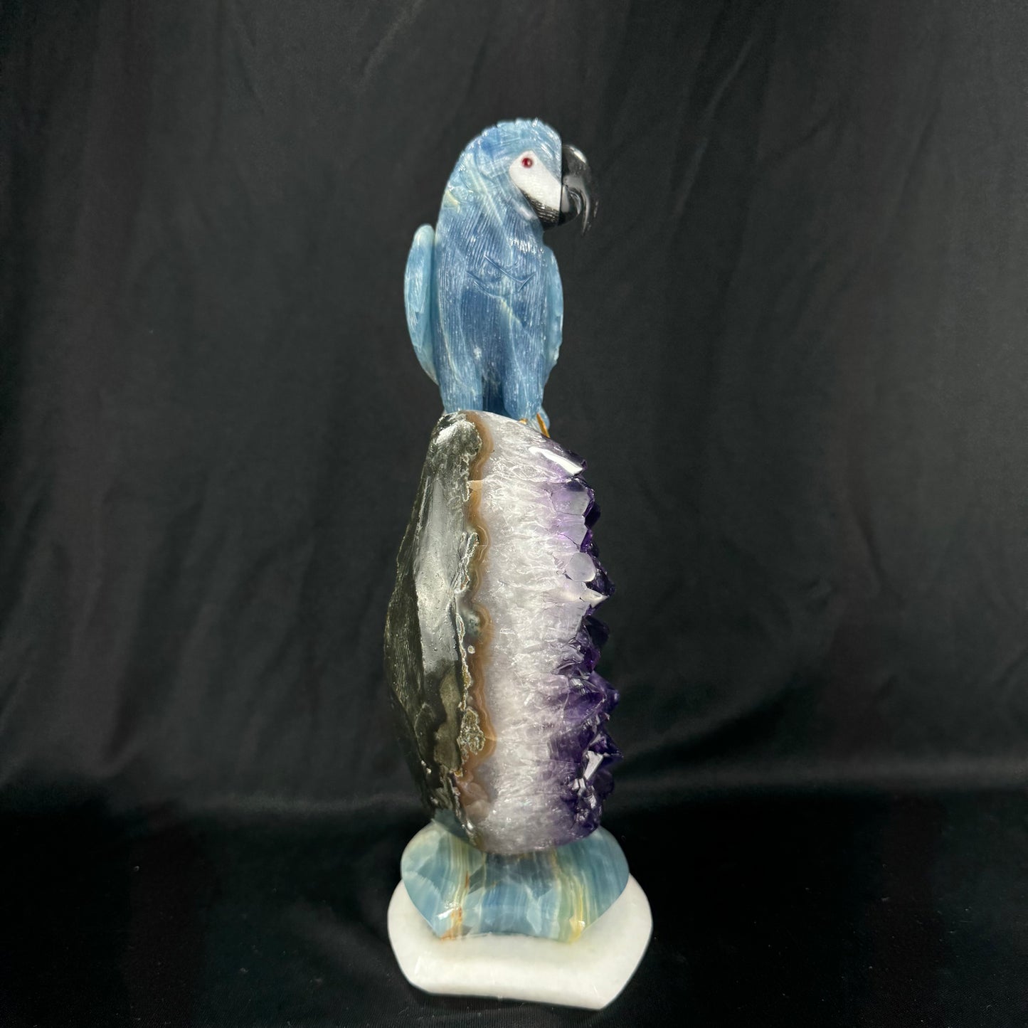The Midnight Macaw