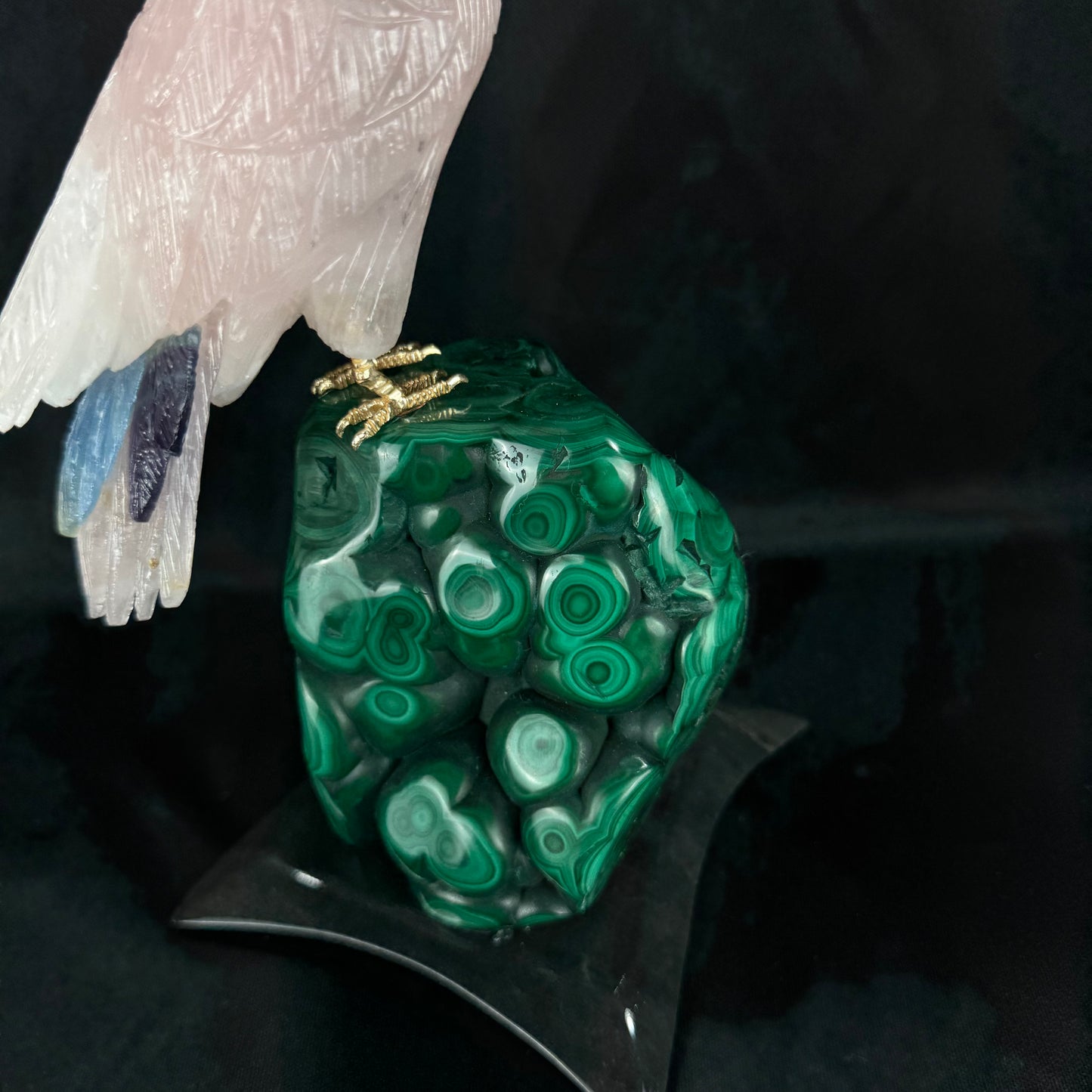 The Malachite Cockatoo