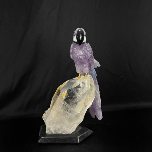 The Amethyst Macaw