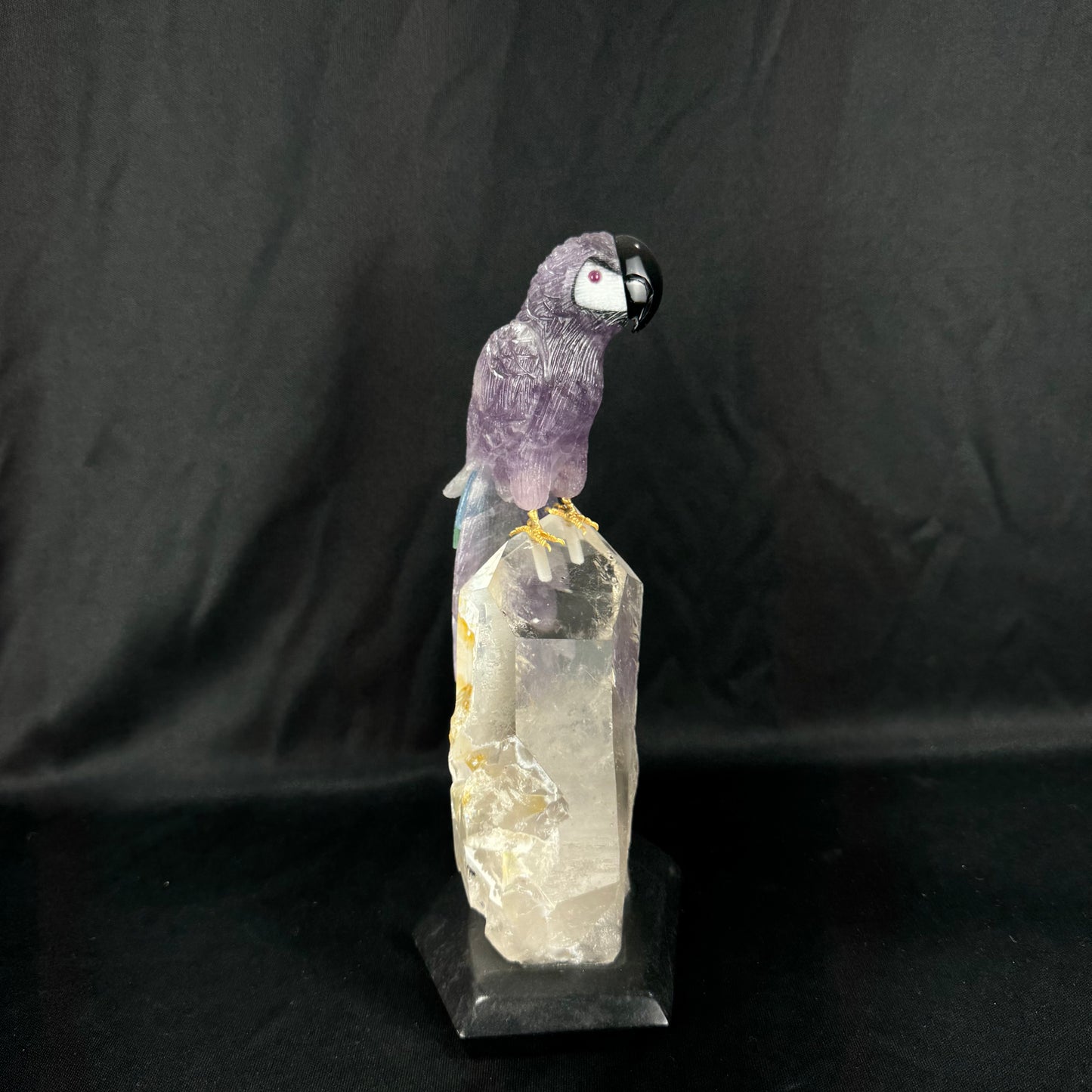 The Amethyst Macaw