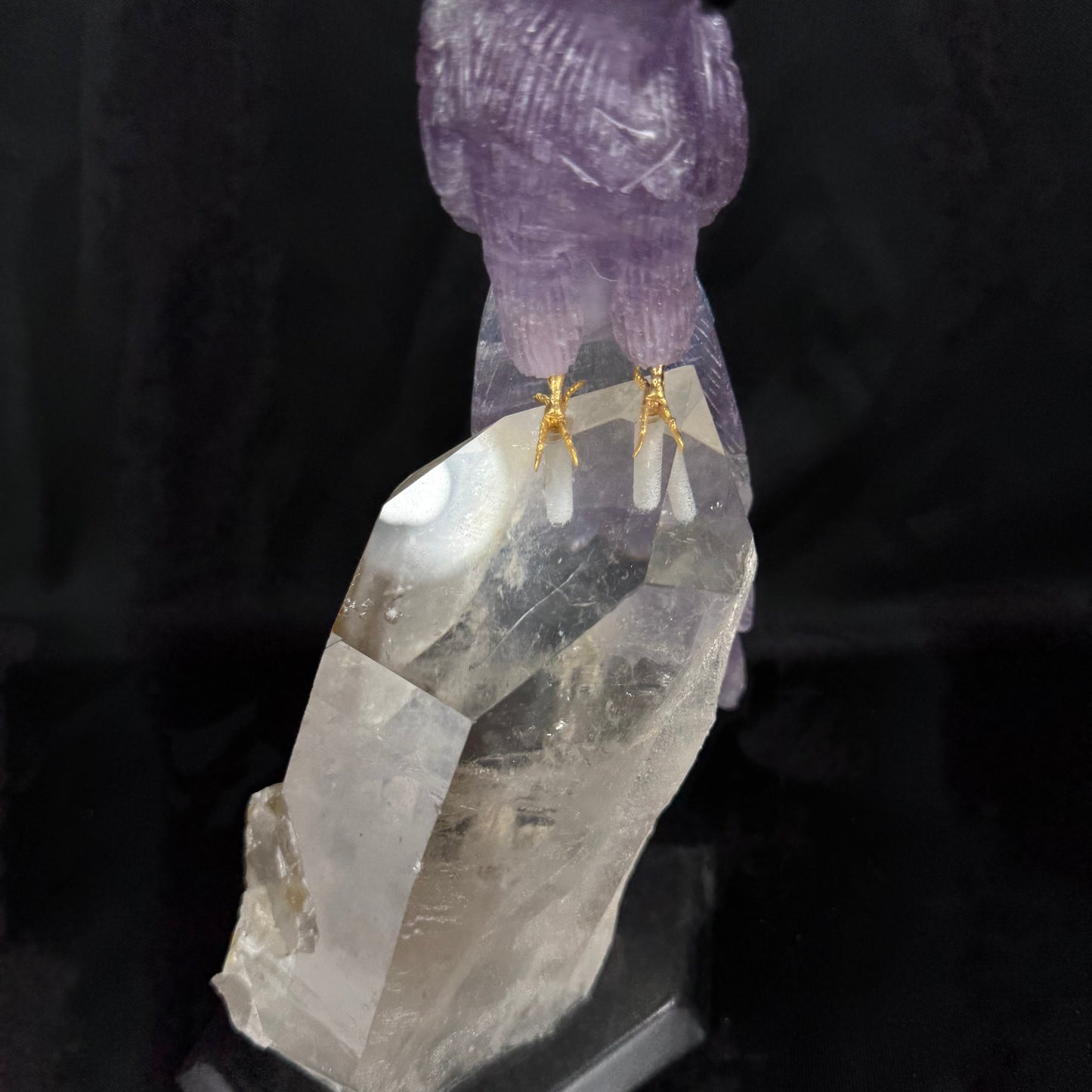 The Amethyst Macaw