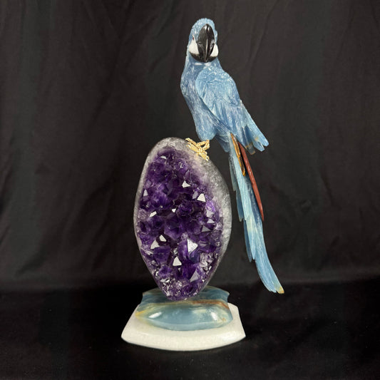 The Midnight Macaw