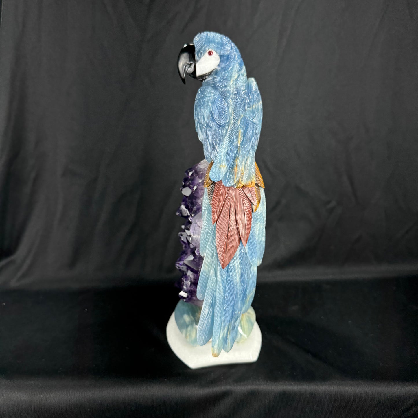 The Midnight Macaw