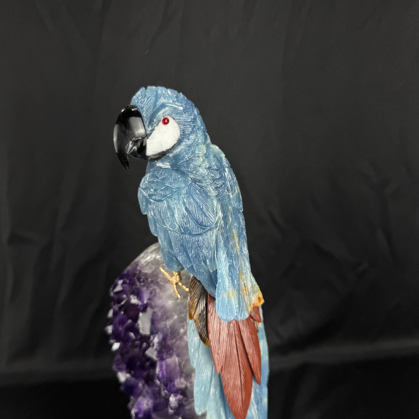 The Midnight Macaw