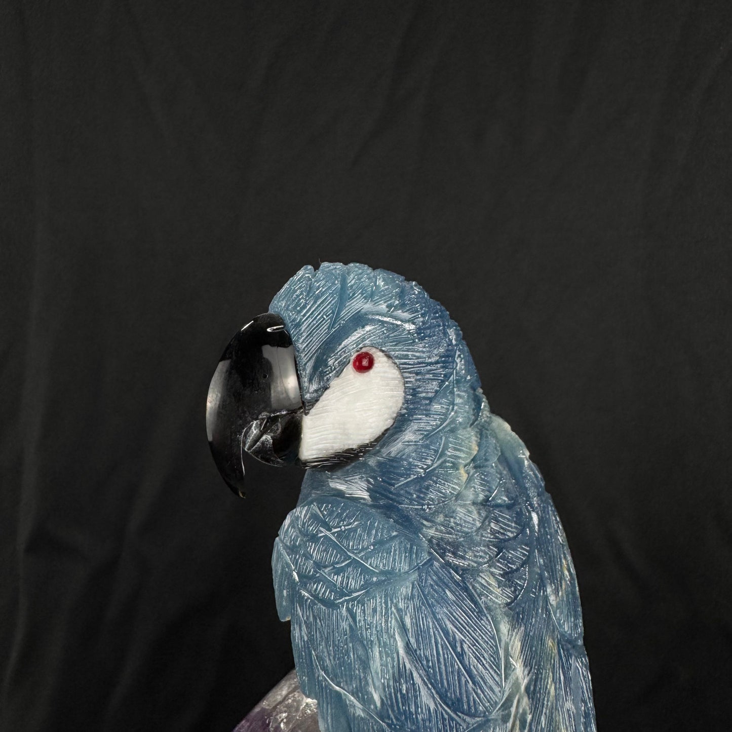 The Midnight Macaw