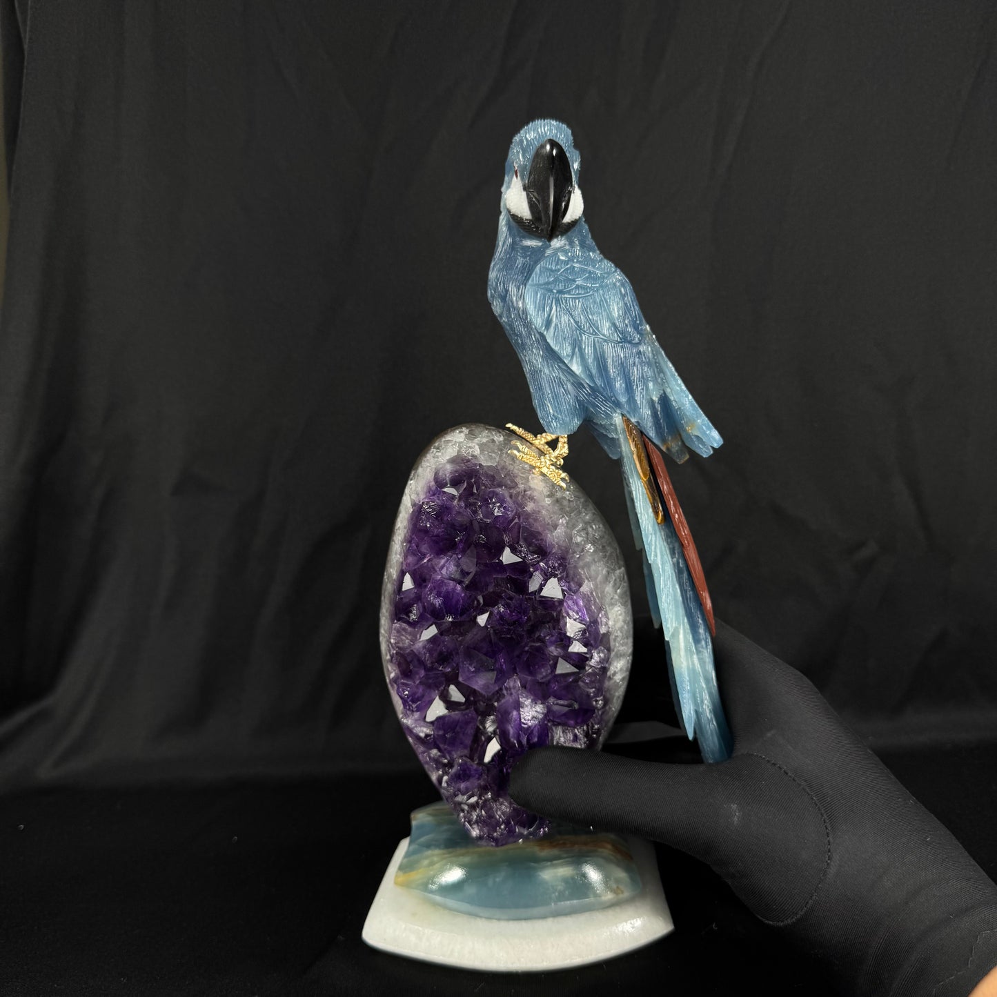 The Midnight Macaw