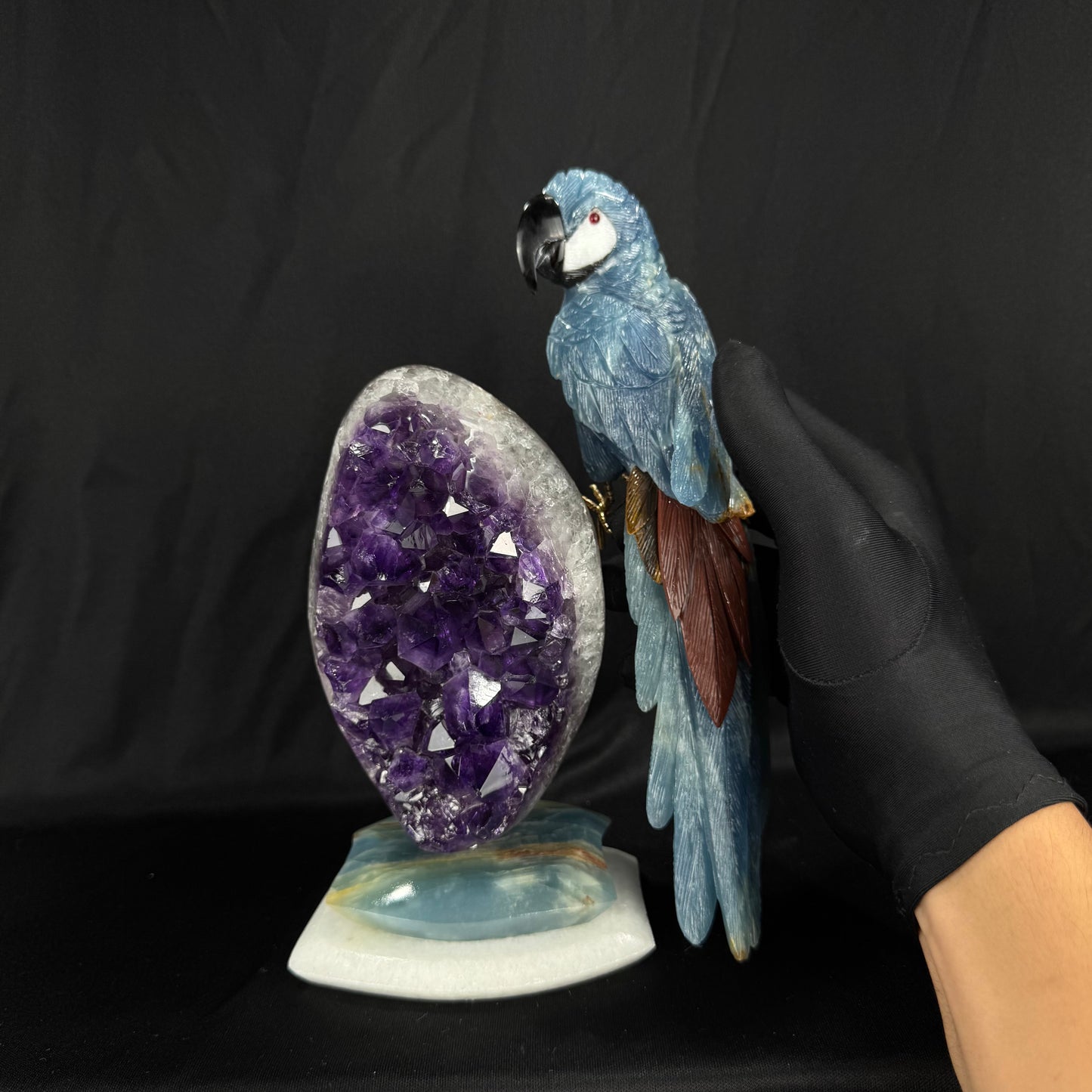 The Midnight Macaw